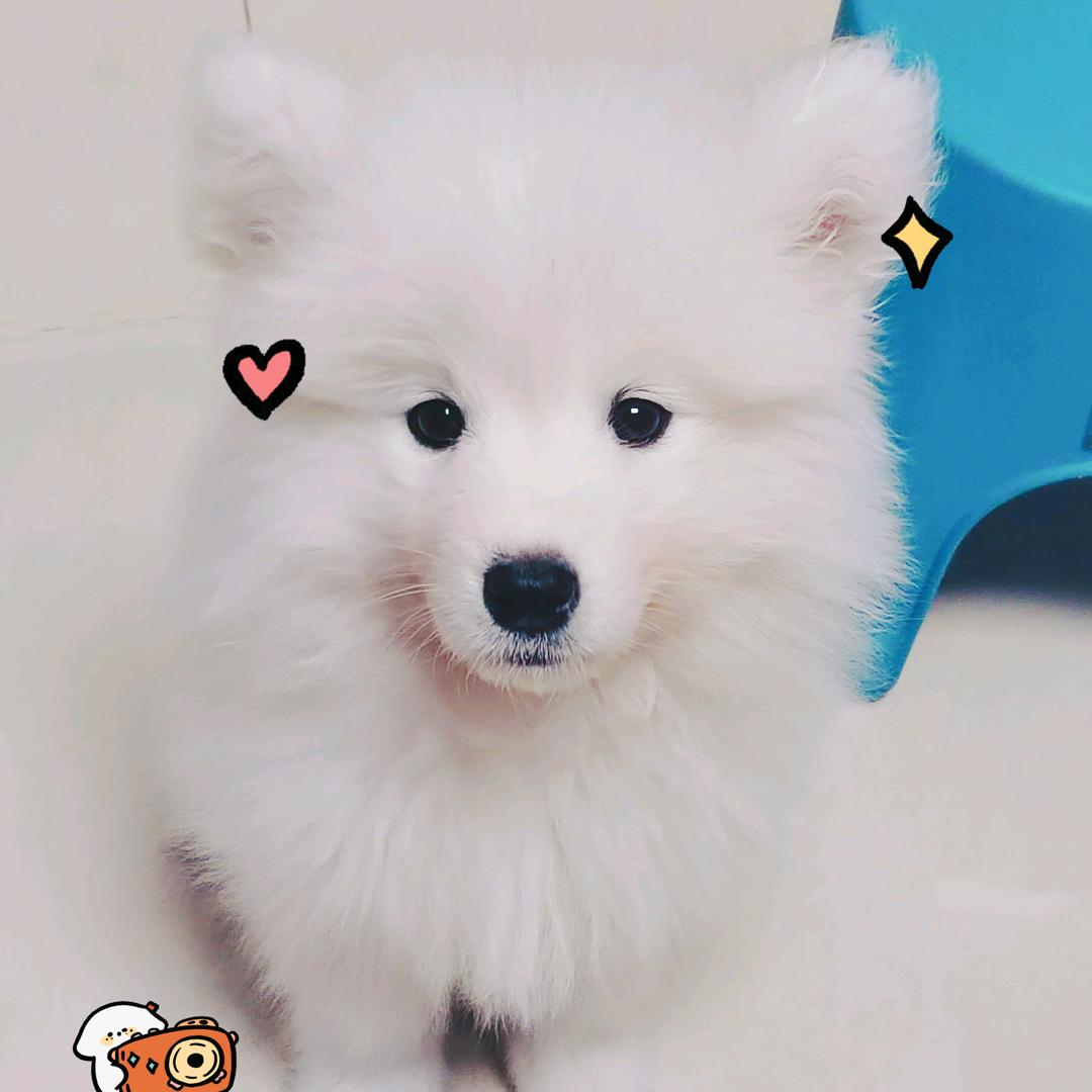 麦麦东东