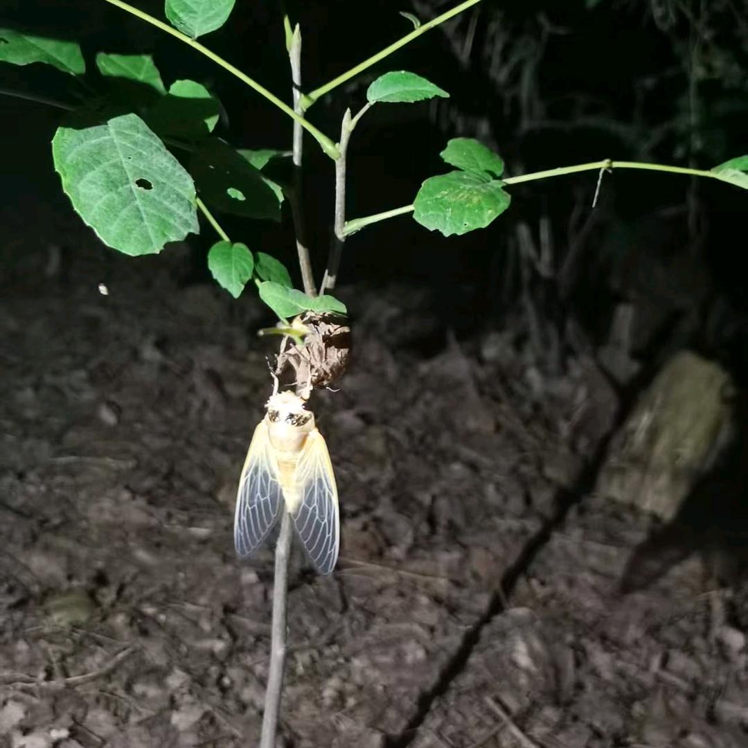 素颜倾城