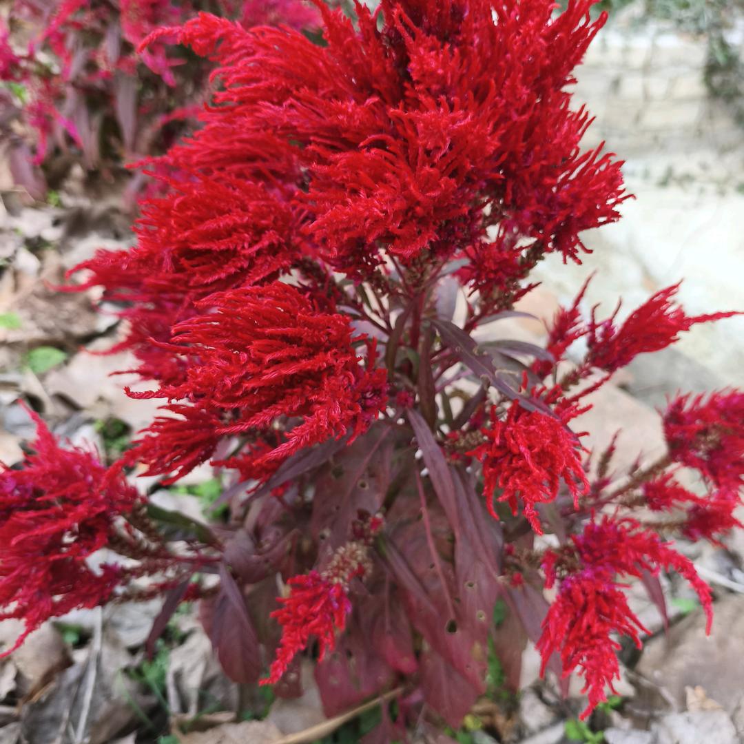 花