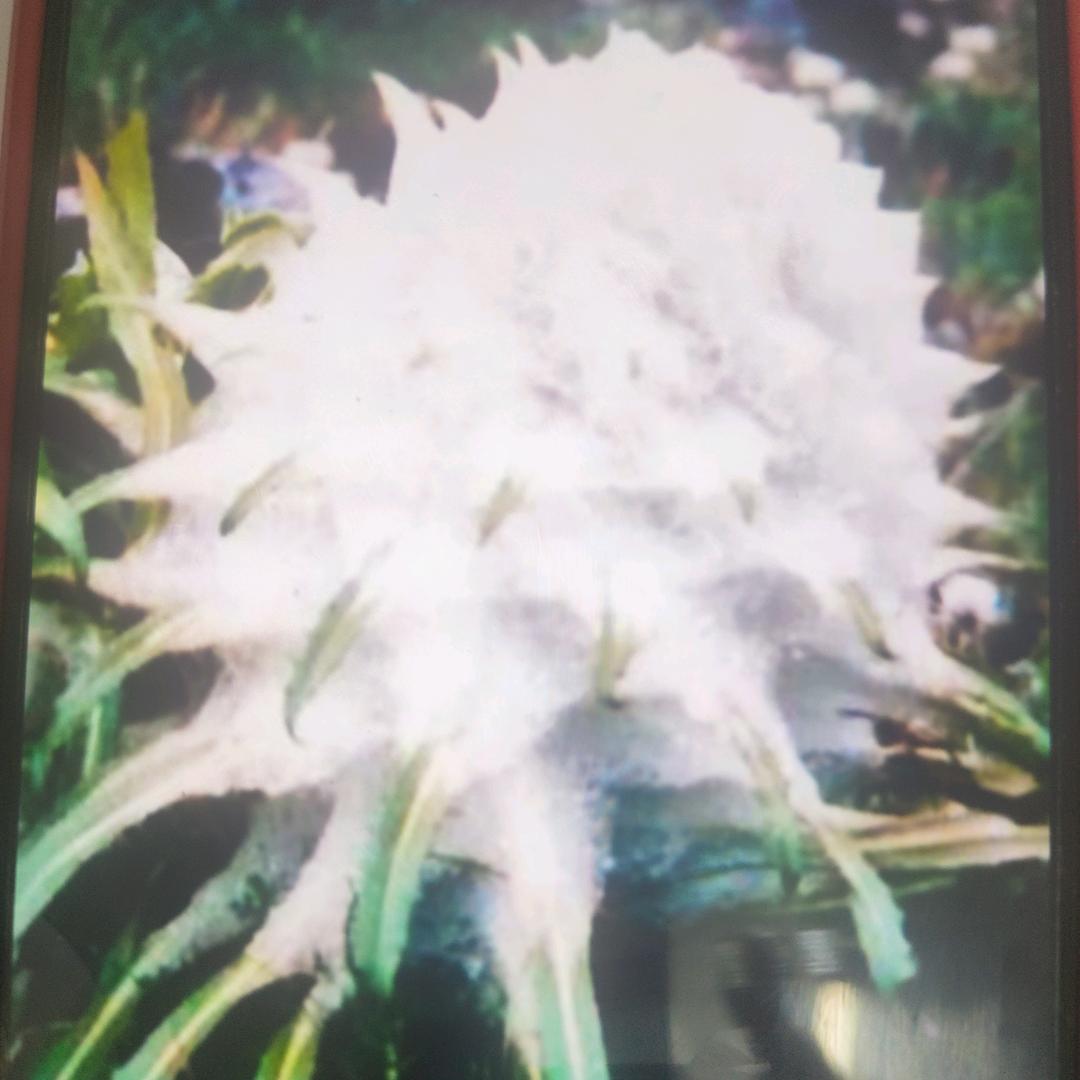 神女峰的迷雾