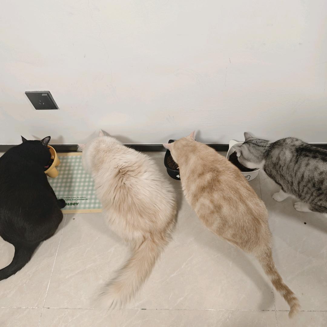伪身