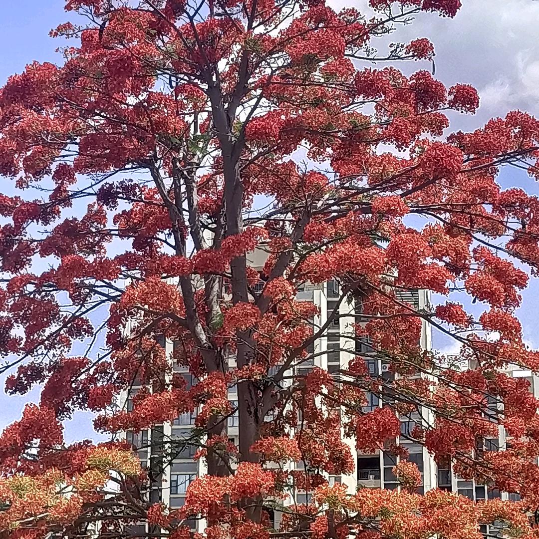 对方99次请求你加为好友