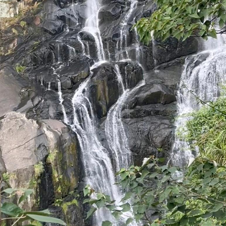 与李看满天星陈