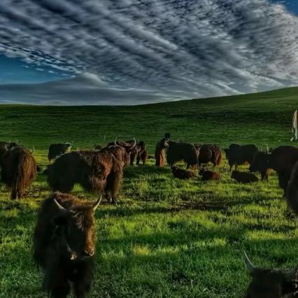 🍂རེ ✘་སྨོན ✘🍂