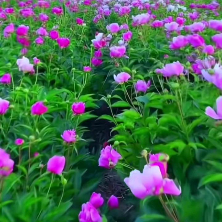 超越梦想