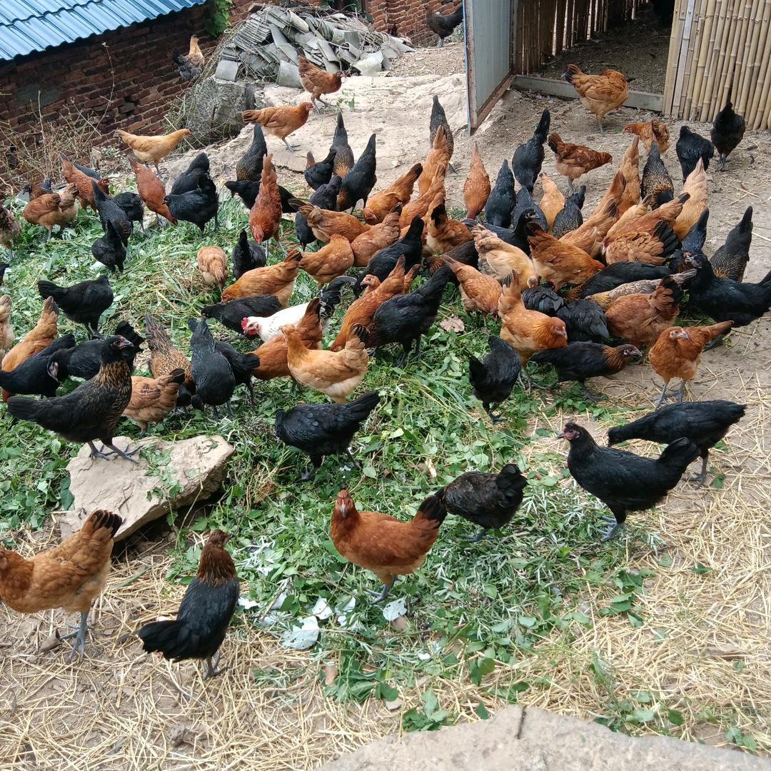 生态养土鸡