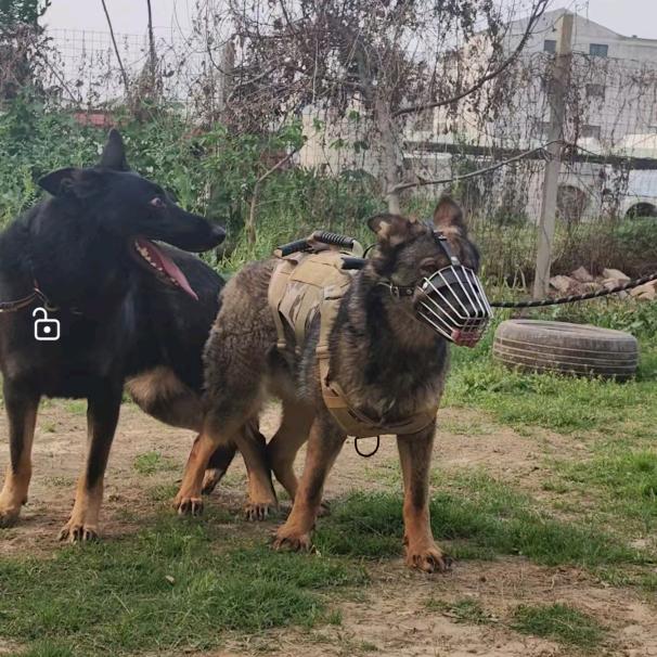 我爱东德牧羊犬