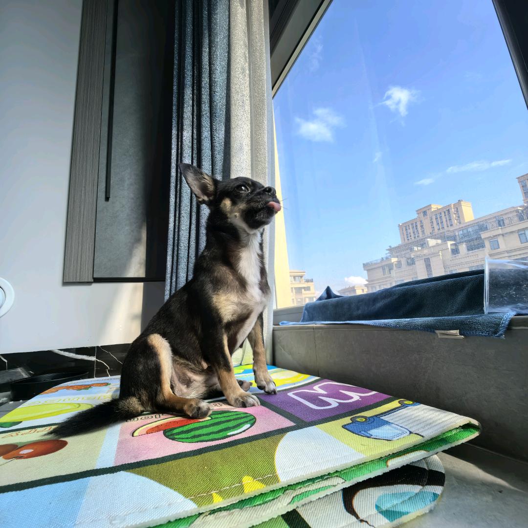 峰隐学训狗🐶