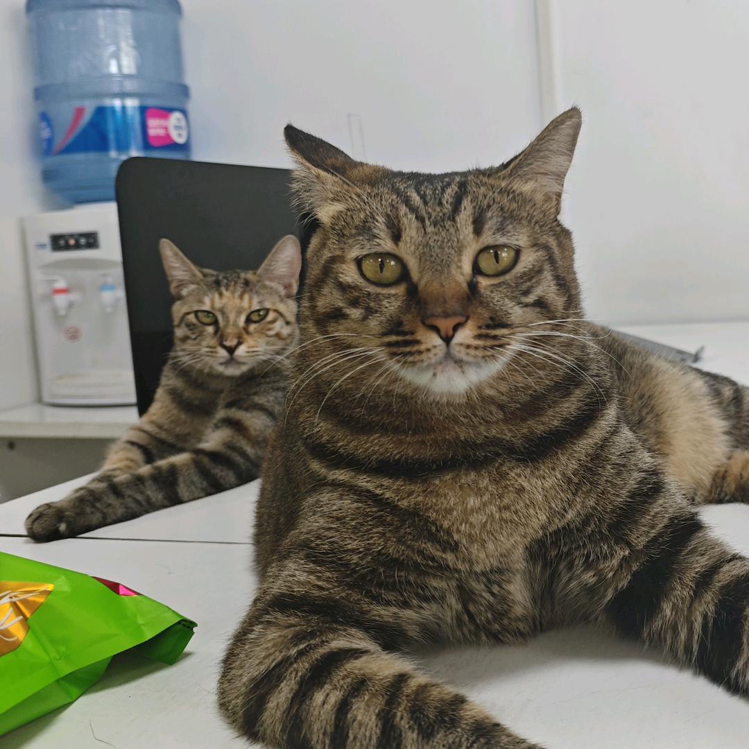 李小咪和李小花的打工日记