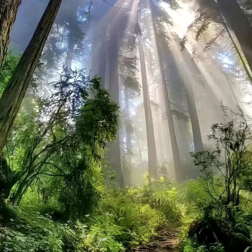 何以解忧   唯有李