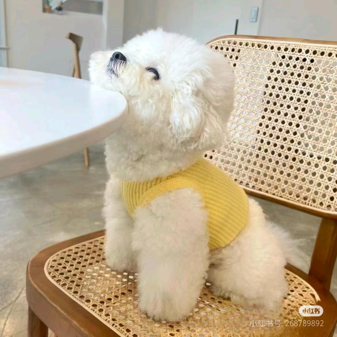 泰迪吖