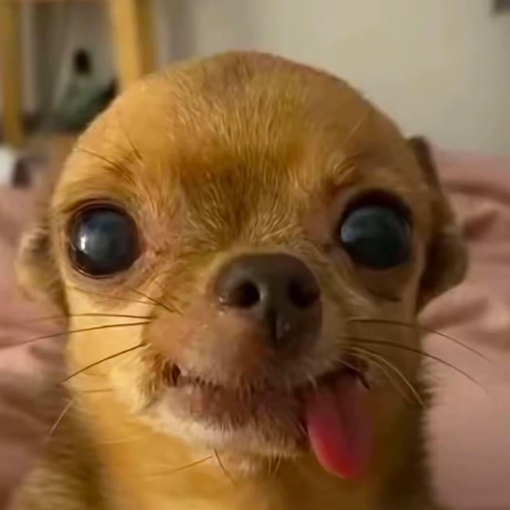 ͏͏͏͏狗子