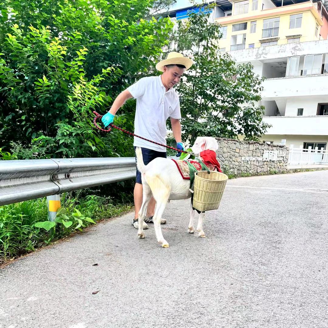 鸵鸟养殖生态农庄（溜达鸵鸟推广）