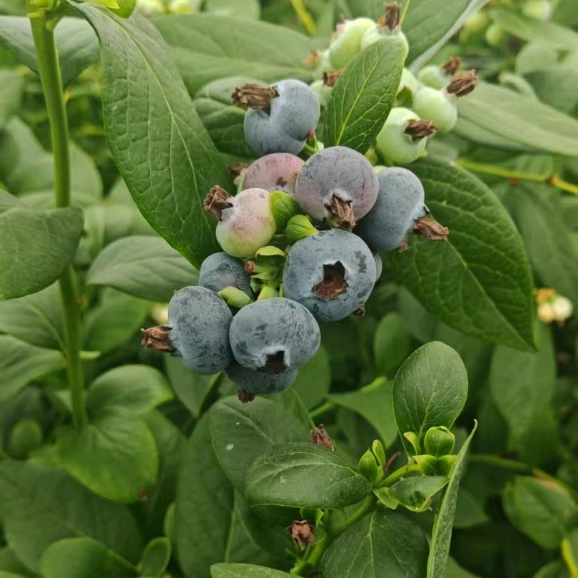 蓝莓代理人锦鲤