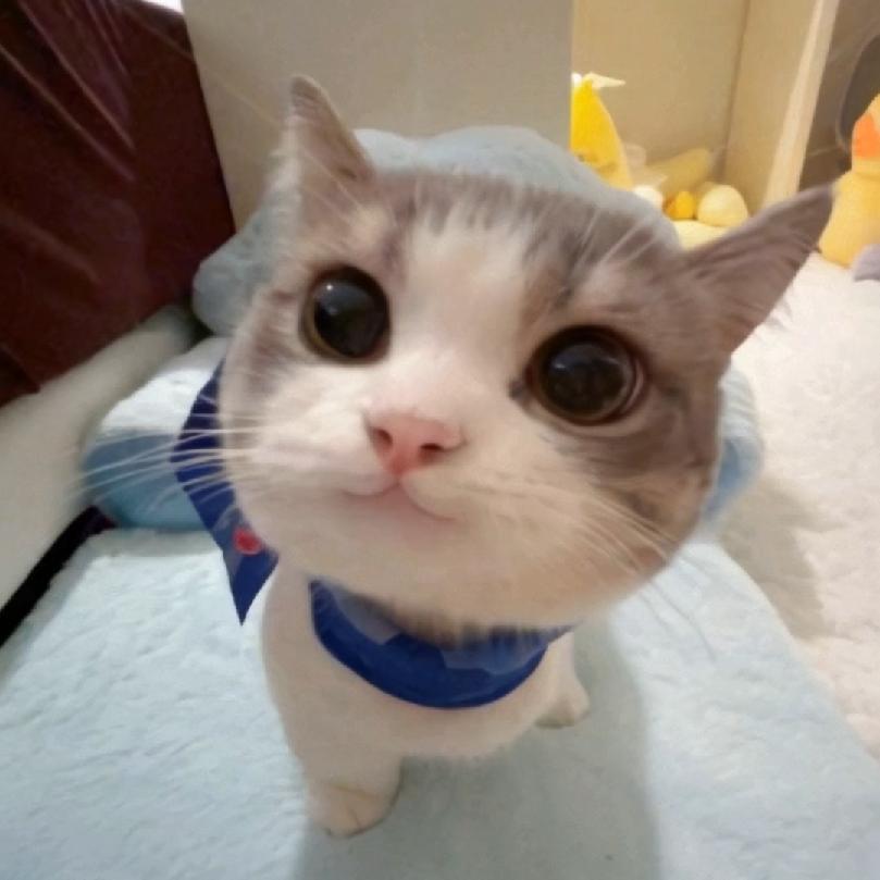 小猫meme