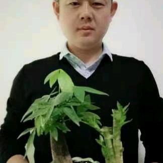 赵辉