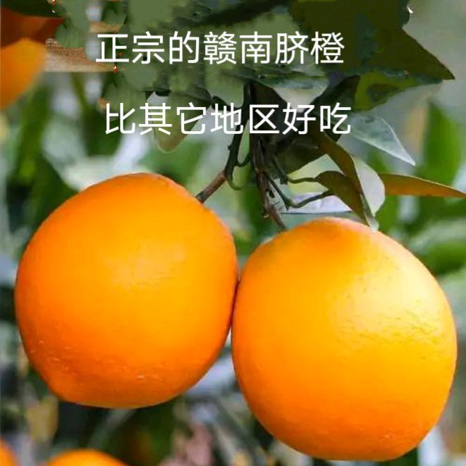 橙园大叔