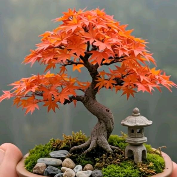 万国名树