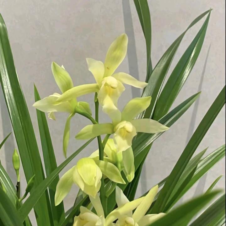 菊红