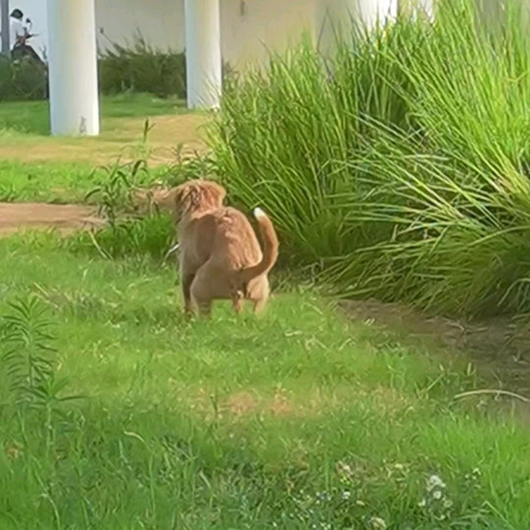 去码头整点薯条吃