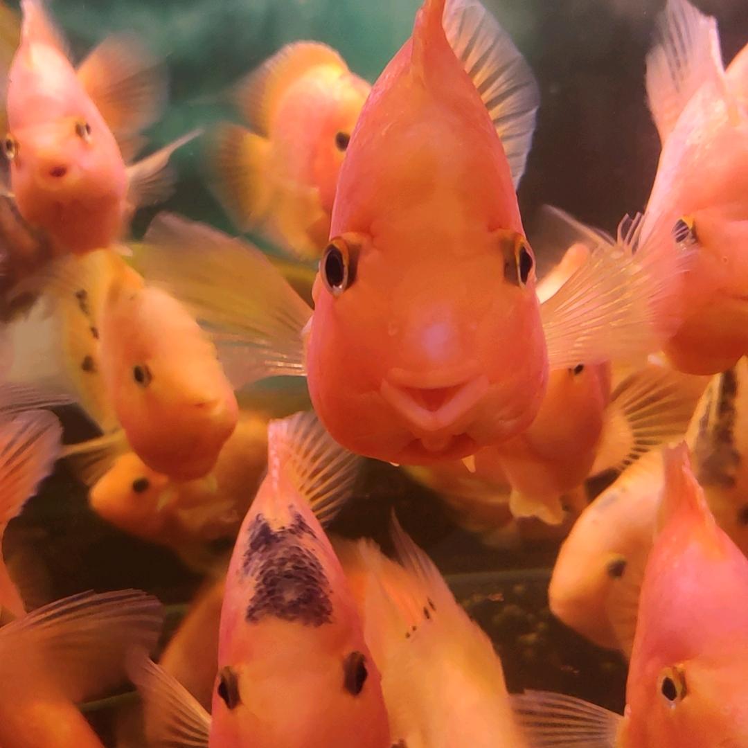 👦🏻家有两宝👧🏻