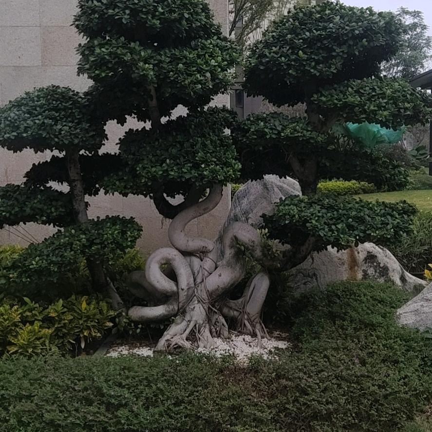 席老