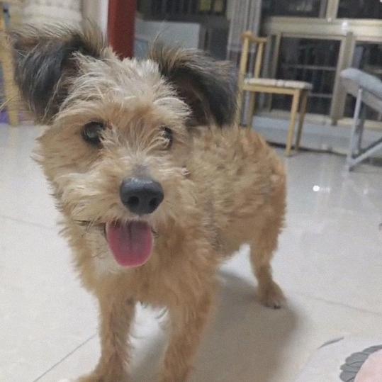 似梦