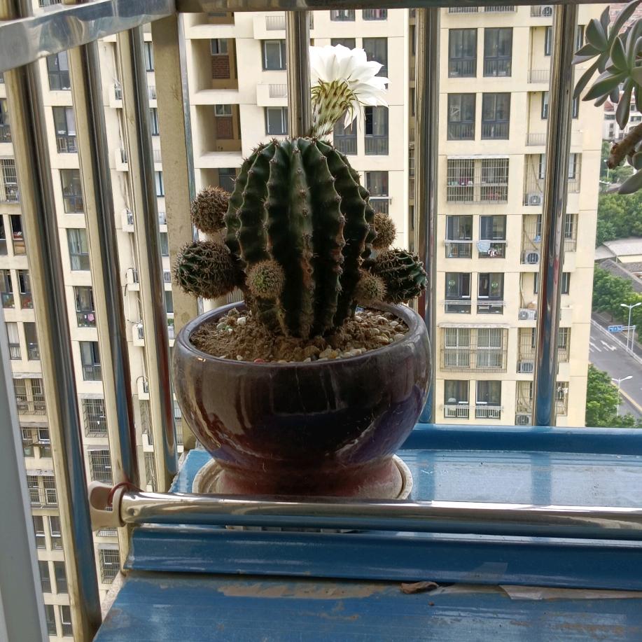 扣扣夫人