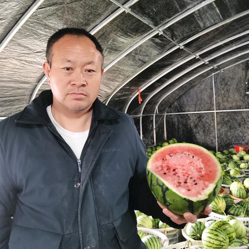 老陈西瓜全国联采联购明艳家庭农场