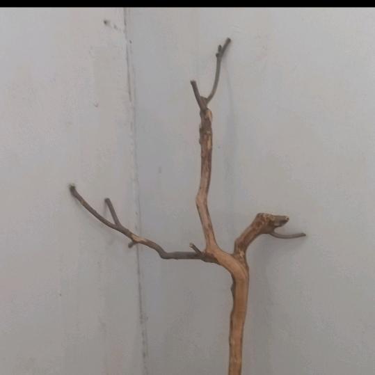 木风丹