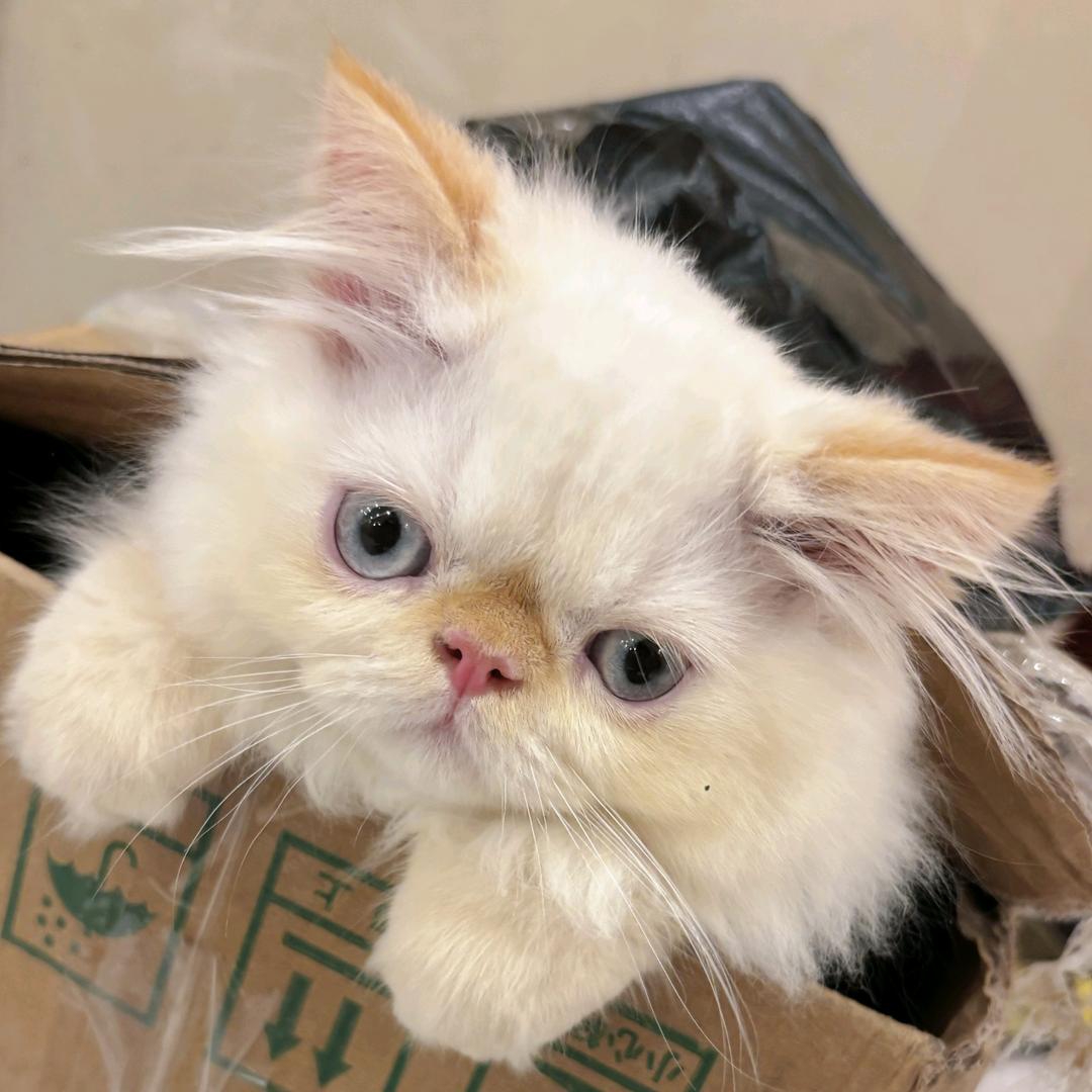 小明