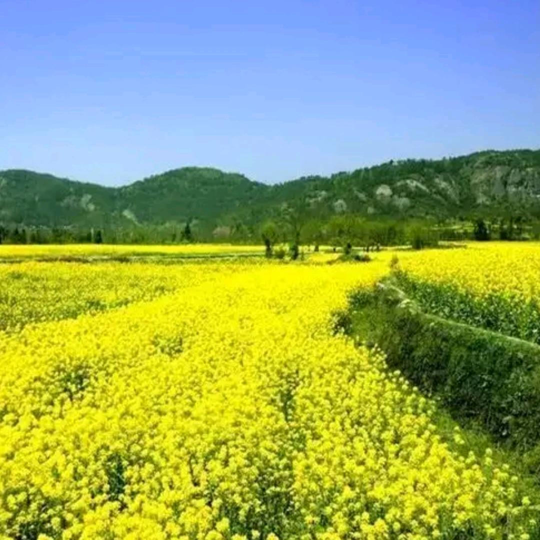 子默