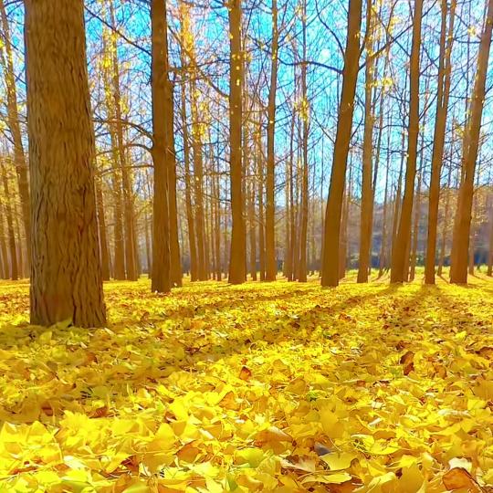 丫丫甄选💋💋