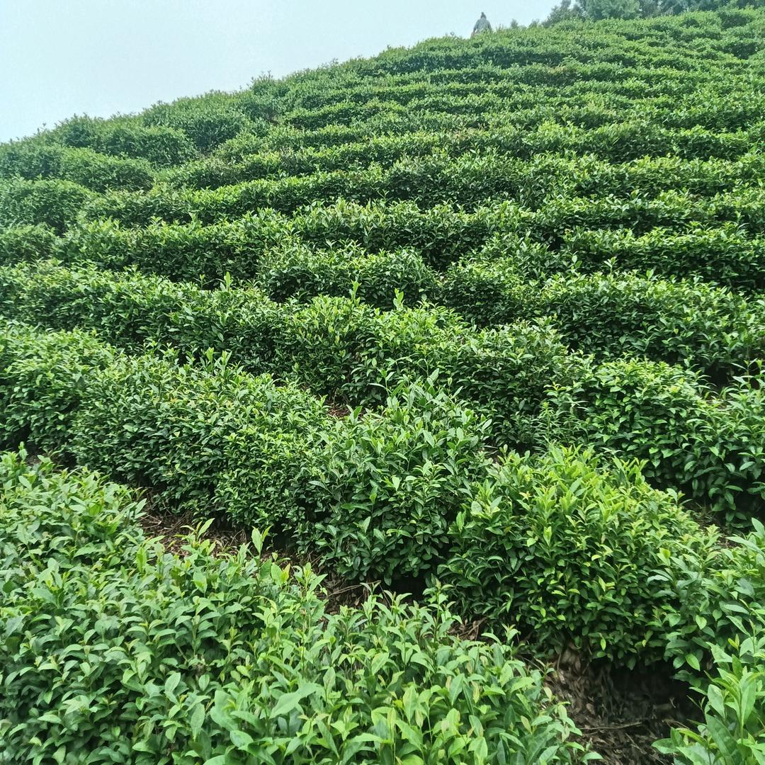 似水流年🍒🍒