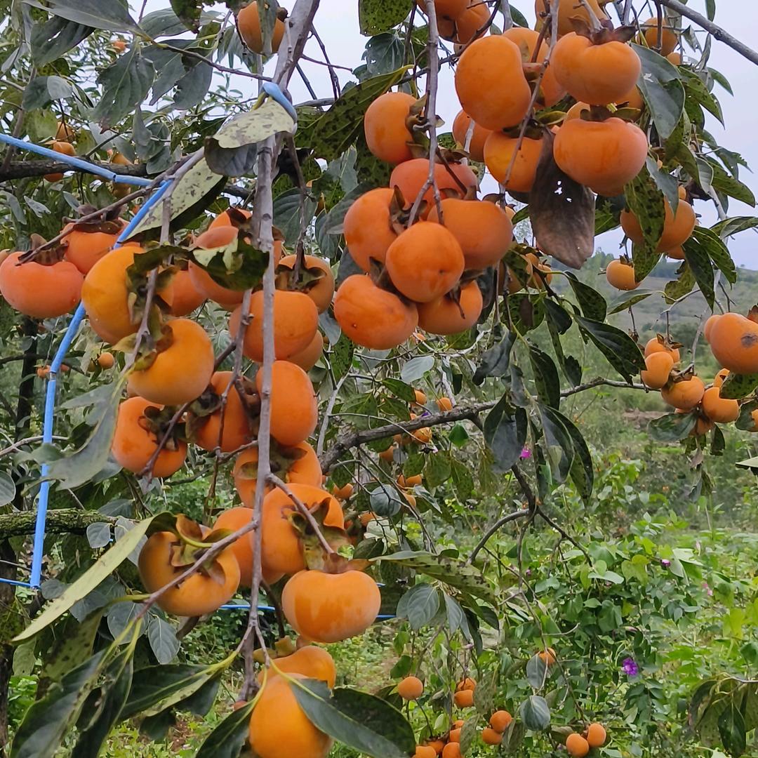⭐️沾花勿听雨