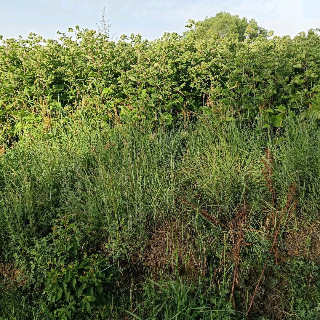 专业电力跨越架邵阳刘哥