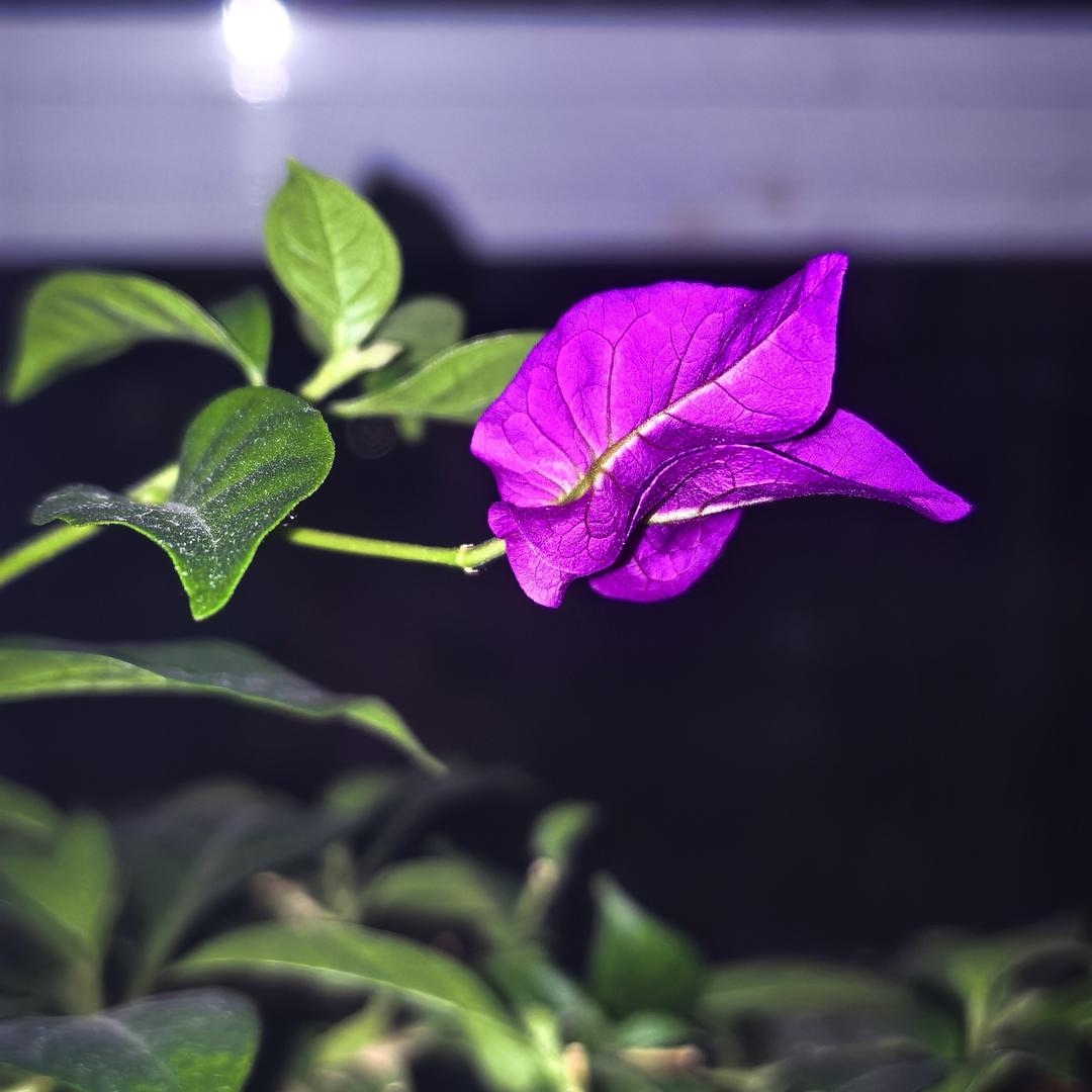 人生如酒亦如梦