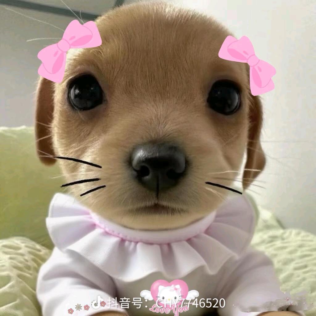 梁夏