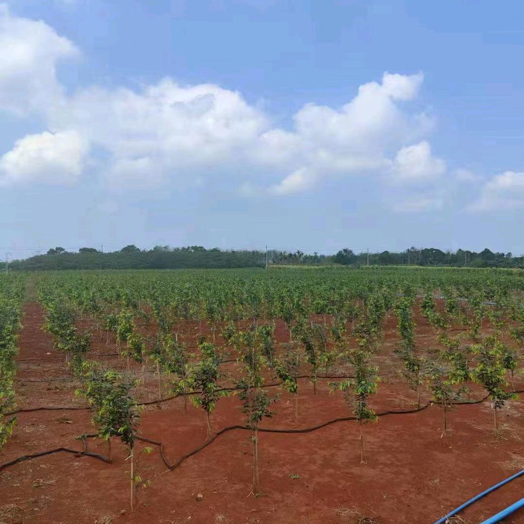 TDD台冠-二三极管，桥堆，MOS厂商