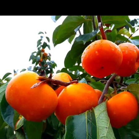 昆山张浦自采园 鹿鸣小院