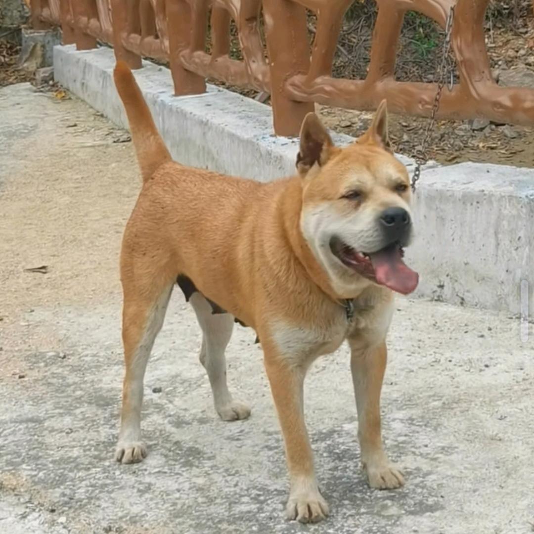 昊之创土猎犬
