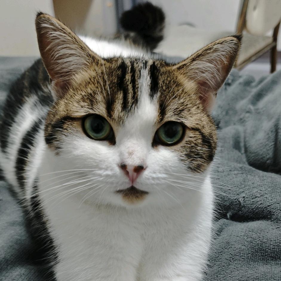 睡不醒的加菲猫😺