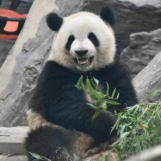 咕咕肉