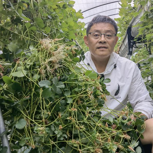 农家政草莓（收学员）