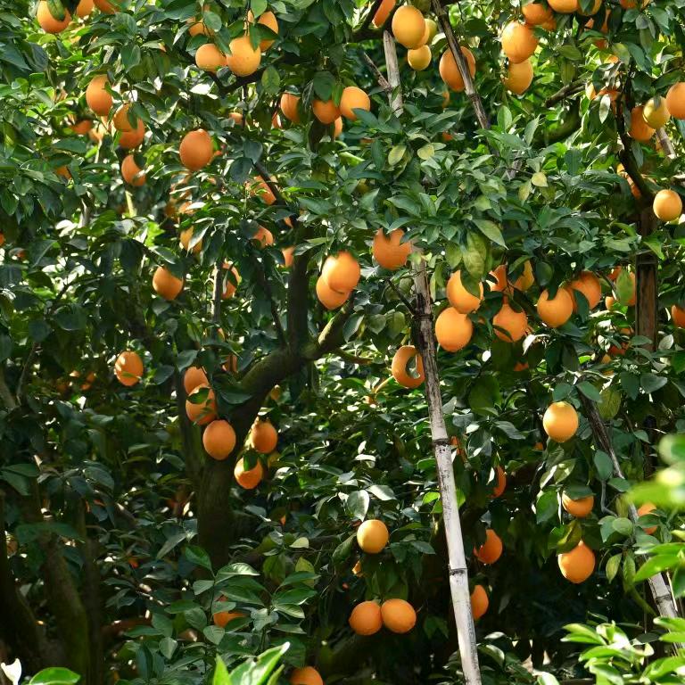 赣南富硒脐橙.果园直供