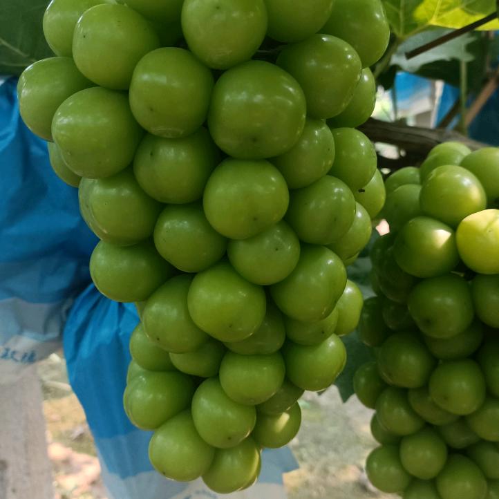 河北果业助农帮住需要的人