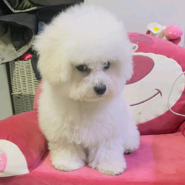 涛子萌宠