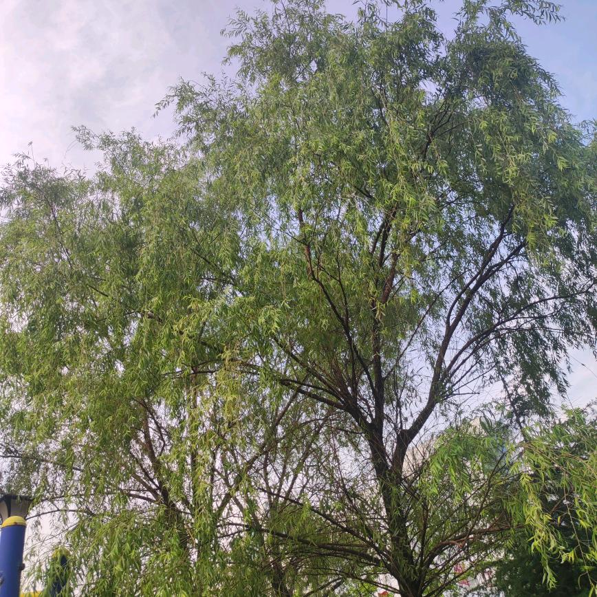 锦绣前程