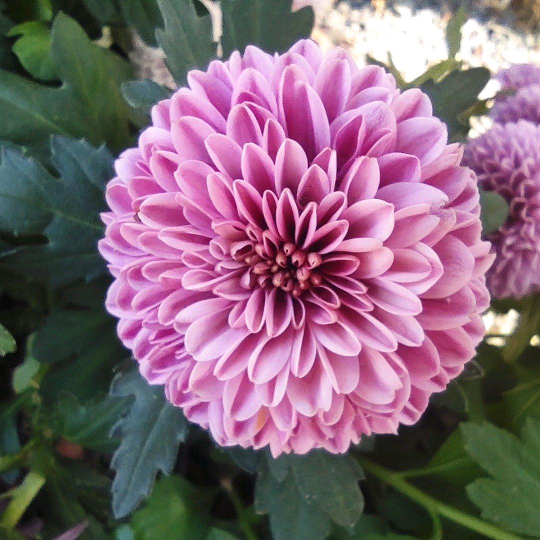 🌹☔️👠👠🔑🔑🦊🐱