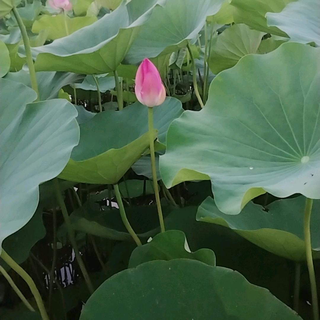 胡老师聊农业（商品在橱窗）